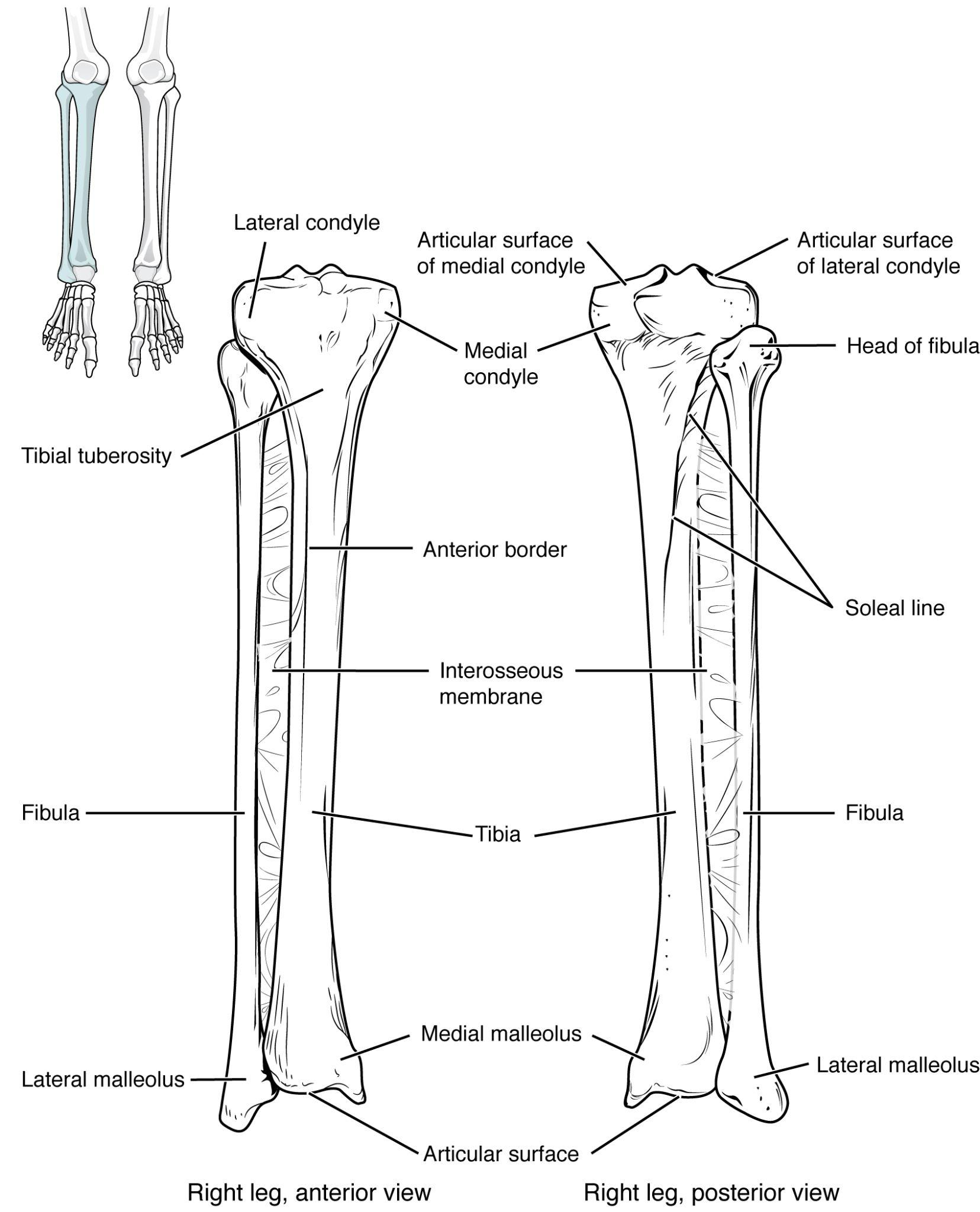 Anterior and posterior views of tibia and fibula in articulation.